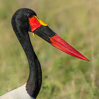 South Luangwa - Close-up saddle-billed stork